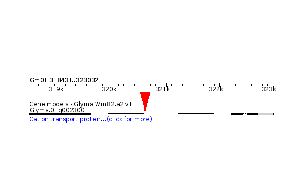 GLYMA.01G002300