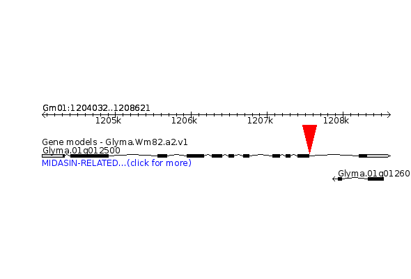 GLYMA.01G012500