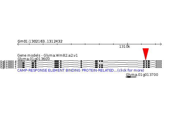GLYMA.01G013600
