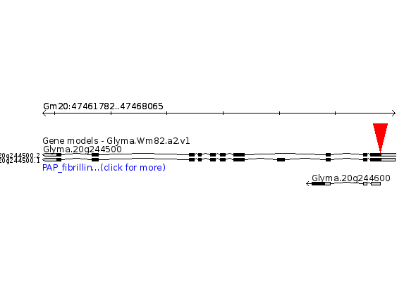GLYMA.20G244500